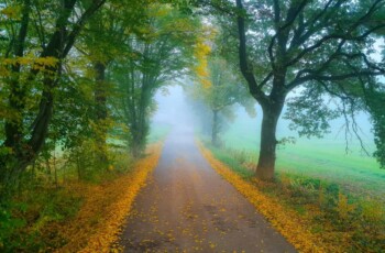 Impressionen - Herbst- Nebel